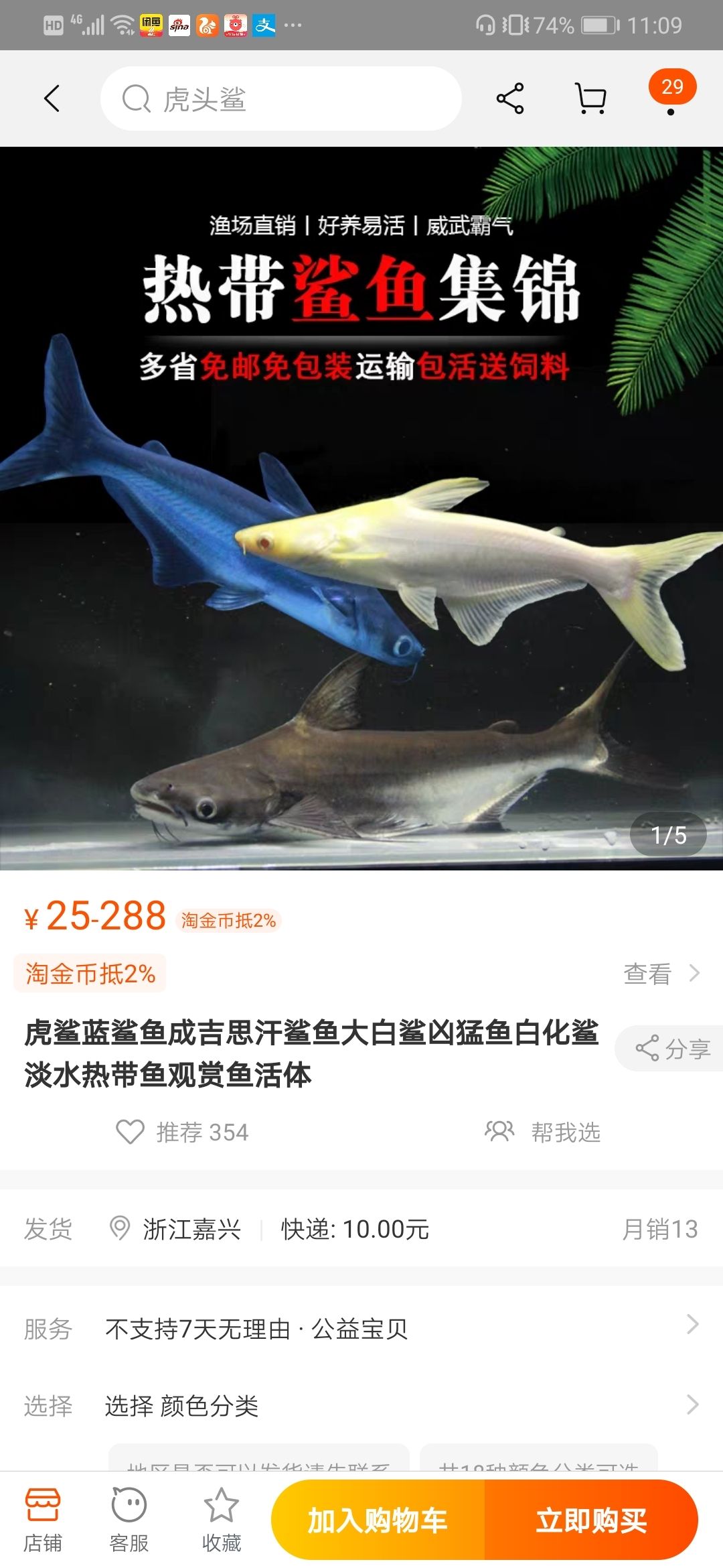 請教養(yǎng)過成吉思汗鯊的朋友幾個問題 成吉思汗鯊（球鯊）魚 第6張