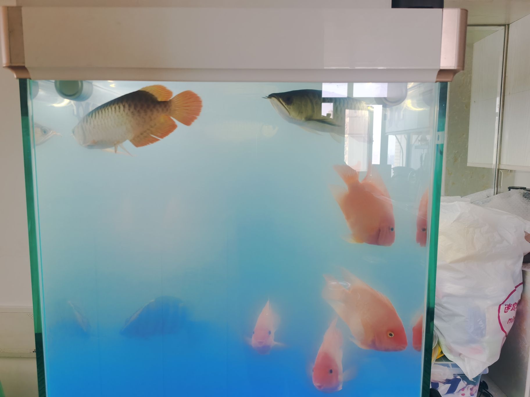 泰州水族館這下看你們怎么打架