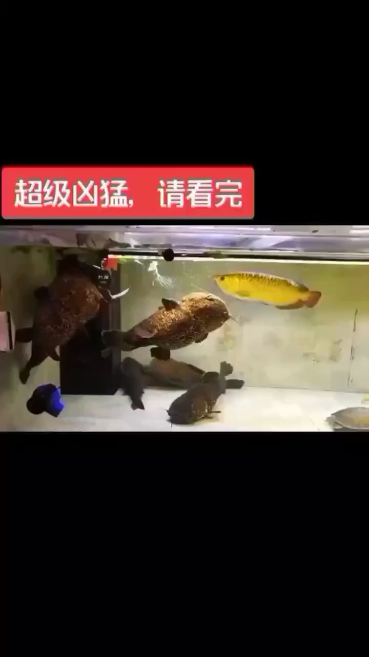 兇猛的魚 銀古魚苗 第2張