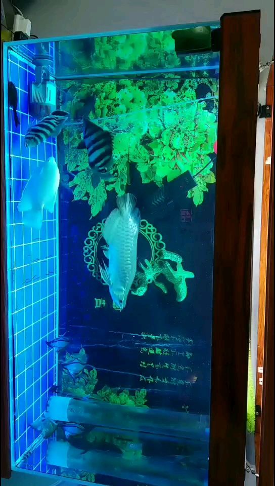 寧波水族館下藥中 朱巴利魚苗 第2張