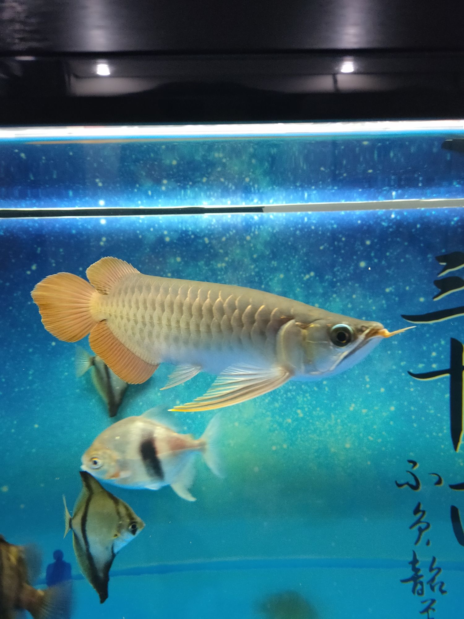 吐魯番水族館今天剛到家的紅龍 綠皮皇冠豹魚 第3張