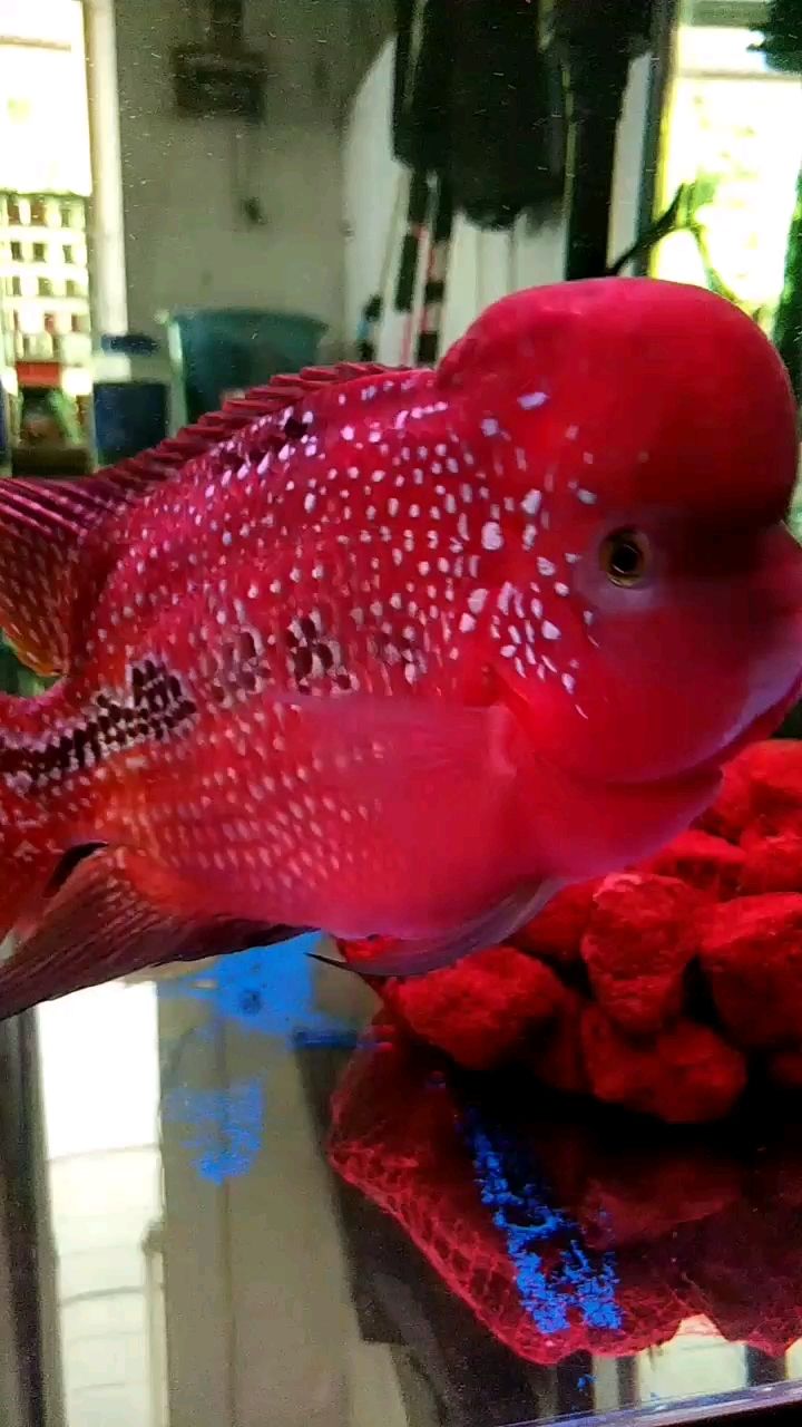 泰州水族館泰幻 紅白錦鯉魚 第2張