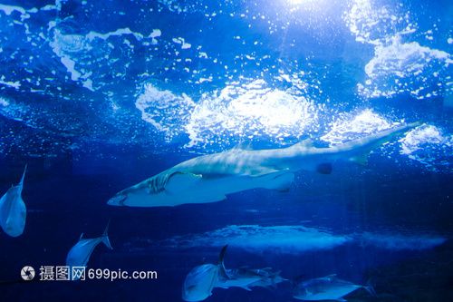 17點整野外龍魚最佳進食時間 金龍魚糧 第1張