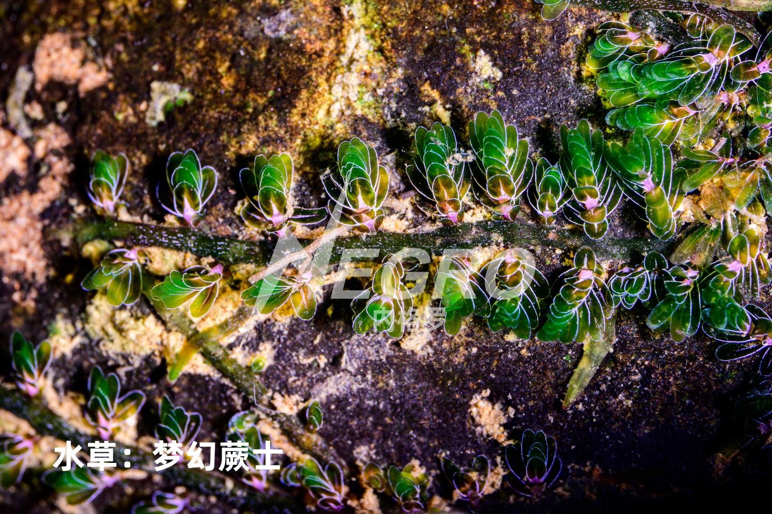 水草:夢幻蕨士發(fā)色好了還是真漂亮哈