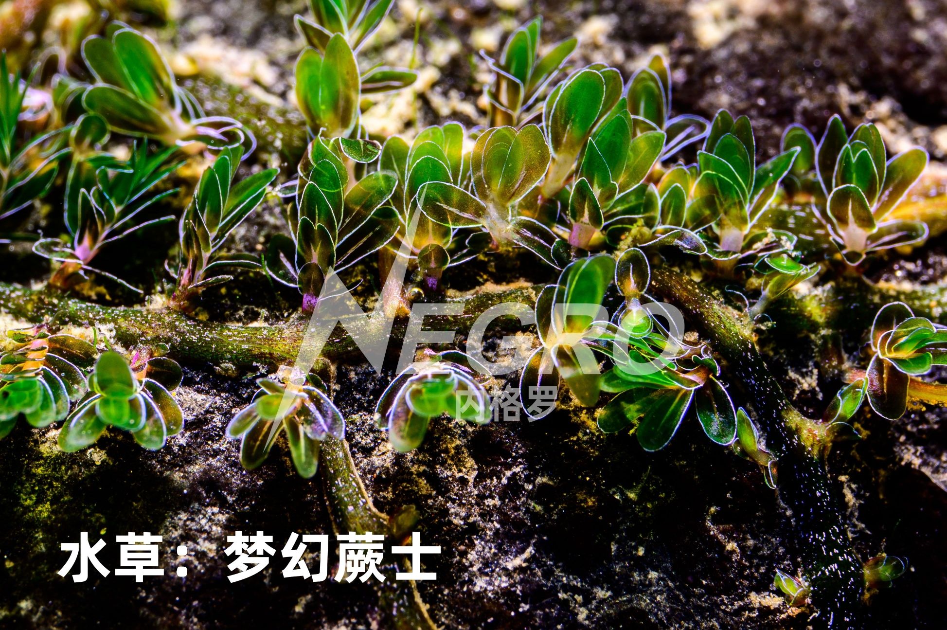 水草:夢幻蕨士發(fā)色好了還是真漂亮哈