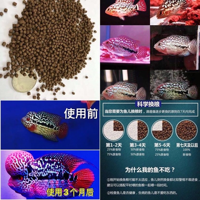 菏澤水族館羅漢魚分享之飼料 羅漢魚 第4張