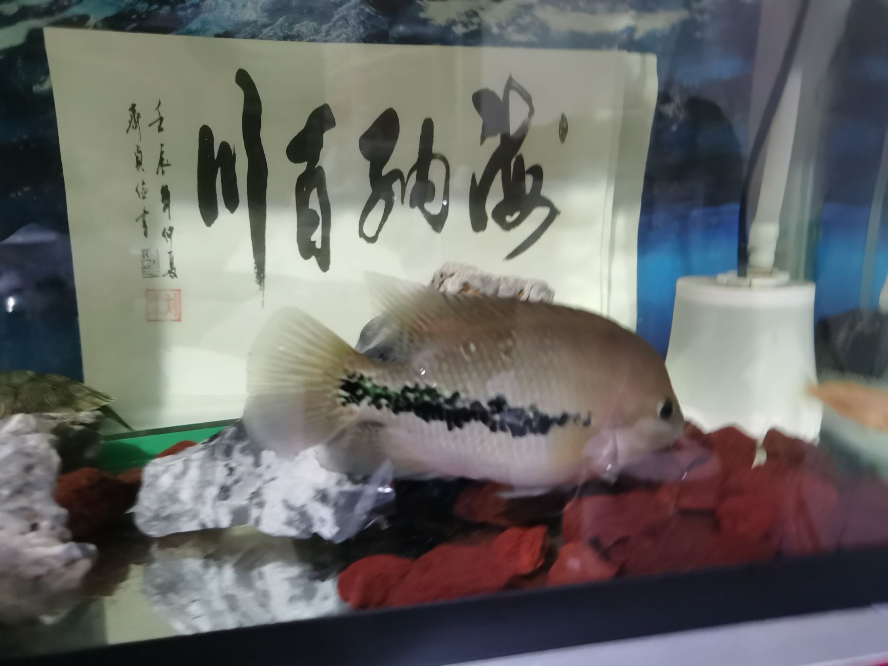 養(yǎng)了幾個(gè)月毫無(wú)變化 黑桃A魚(yú) 第2張