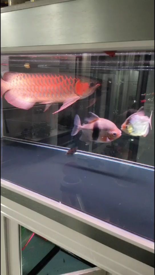 想加入一個(gè)魚友交流群純交流的魚友群 飛鳳魚苗 第2張