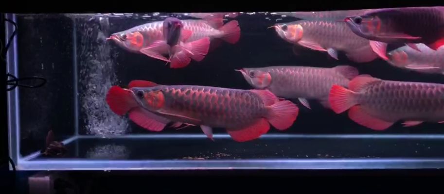 紅龍魚怎么挑（如何挑選紅龍魚）