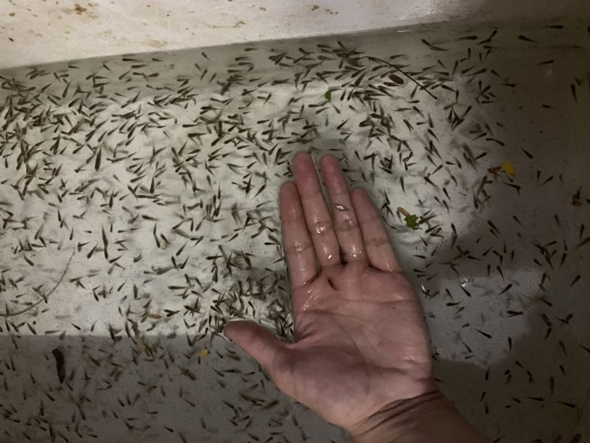 淮南水族館本人使用的飼料以及處理方法歡迎大家交流