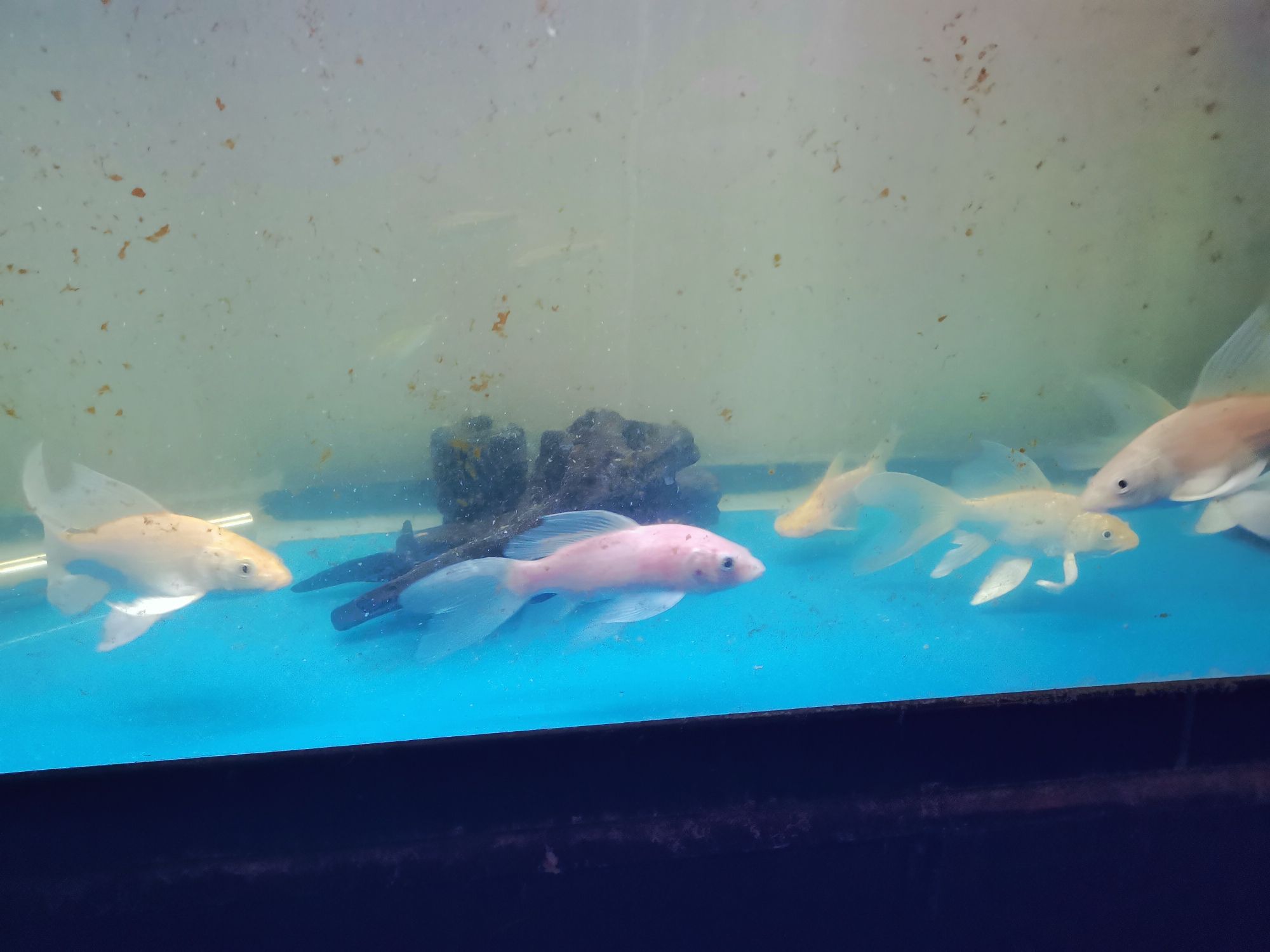 崇左水族館龍鳳 朱巴利魚 第5張