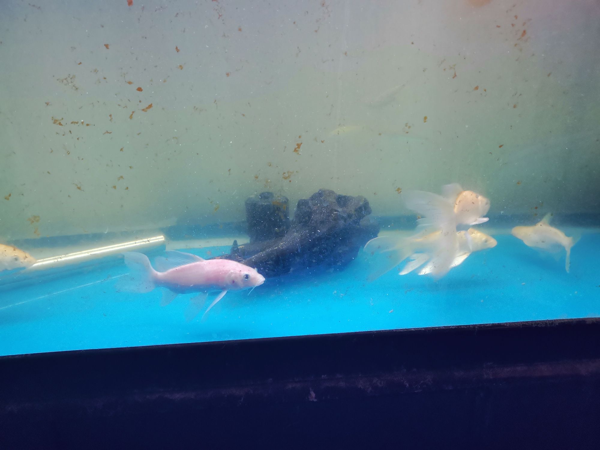 崇左水族館龍鳳 朱巴利魚 第4張