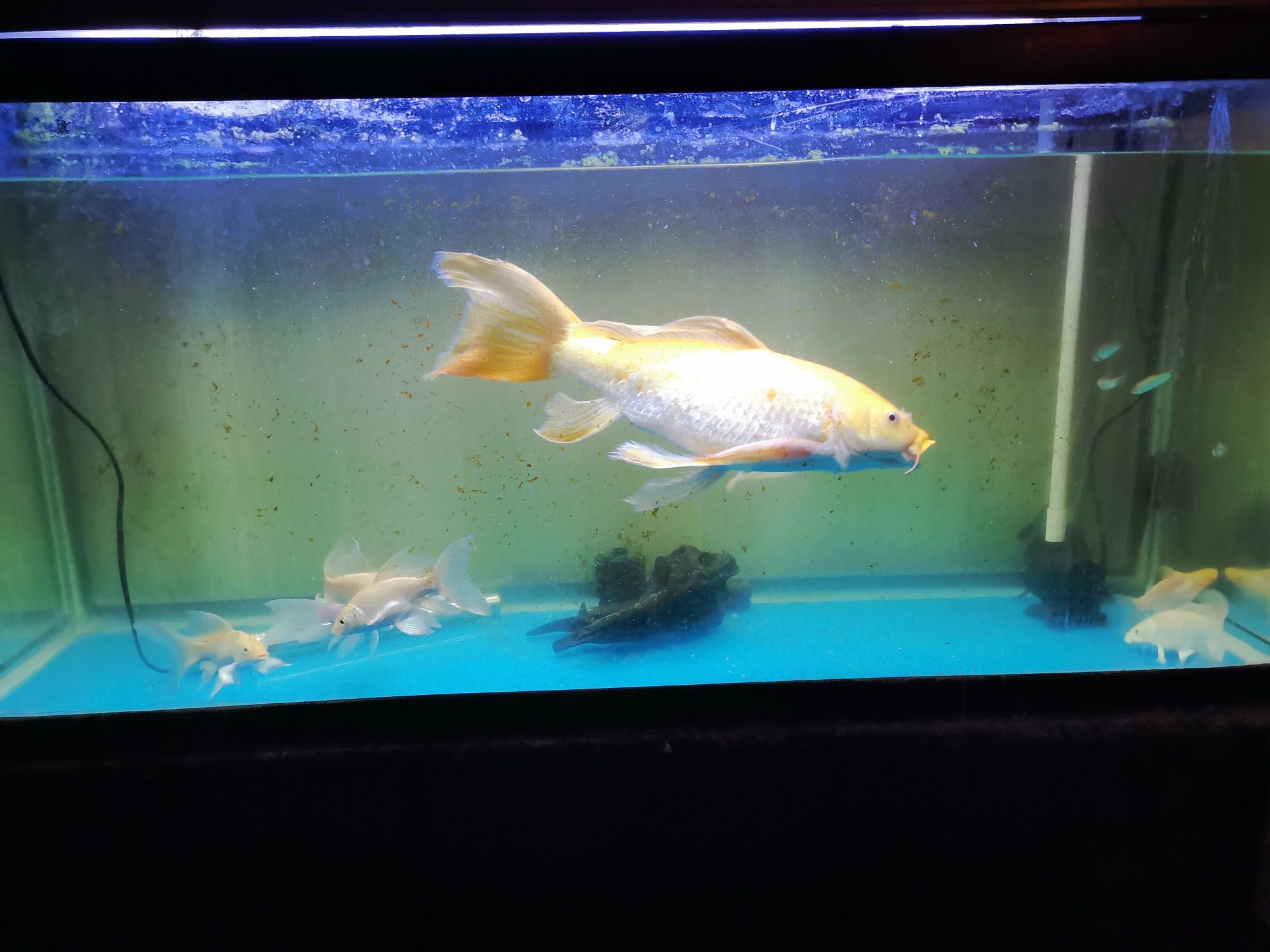 崇左水族館龍鳳 朱巴利魚 第6張