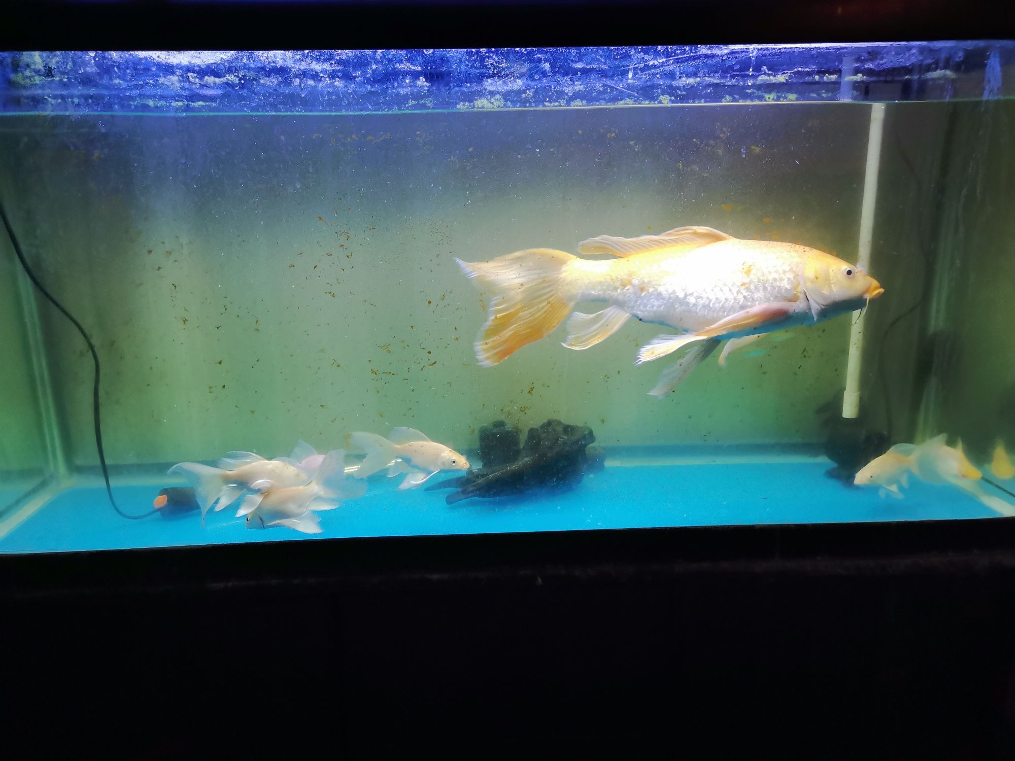 崇左水族館龍鳳 朱巴利魚 第7張