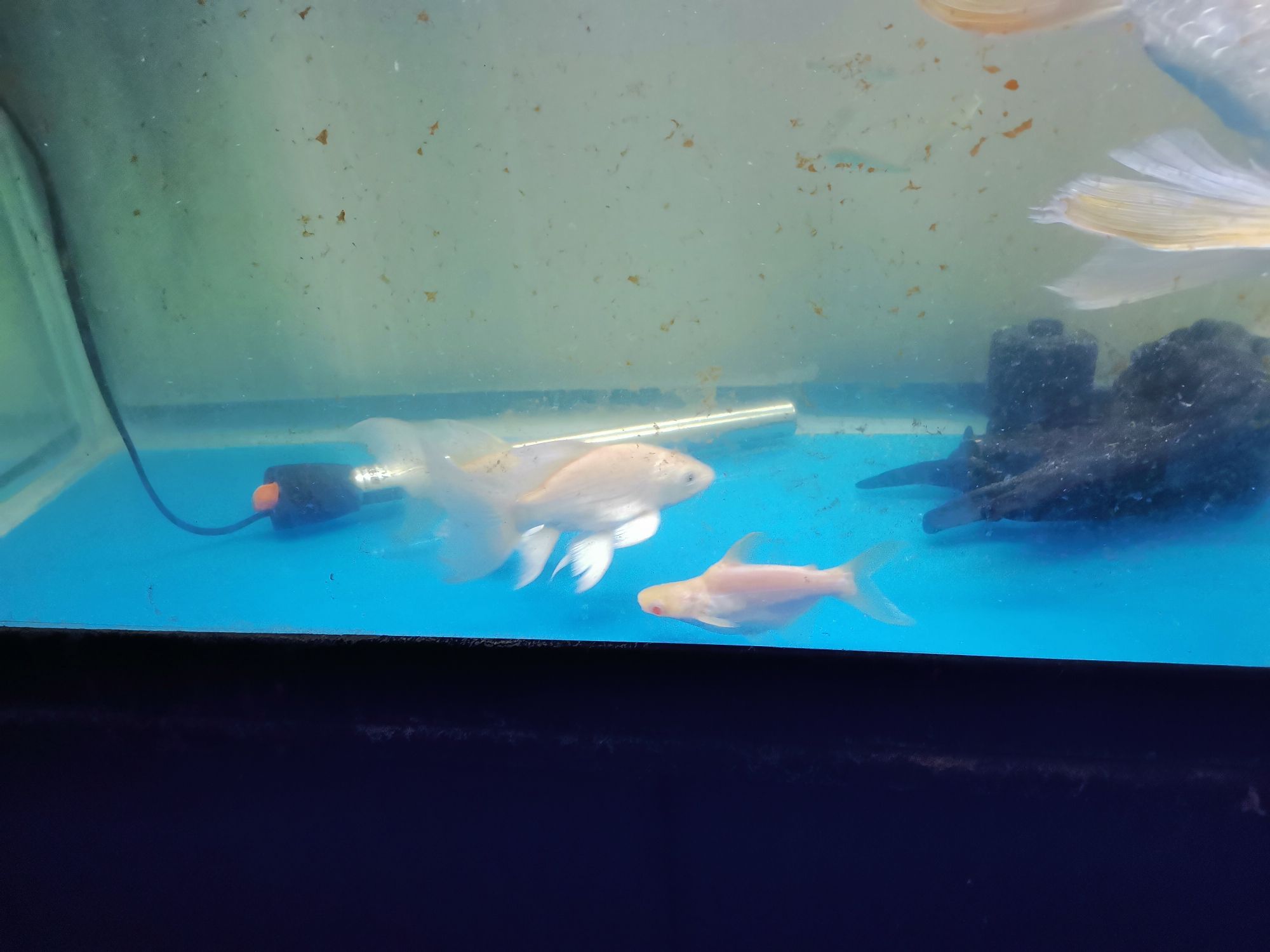 崇左水族館龍鳳 朱巴利魚 第10張