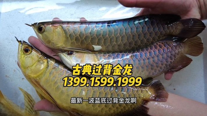 金龍魚報價單怎么看的懂（金龍魚報價單） 龍魚百科 第3張