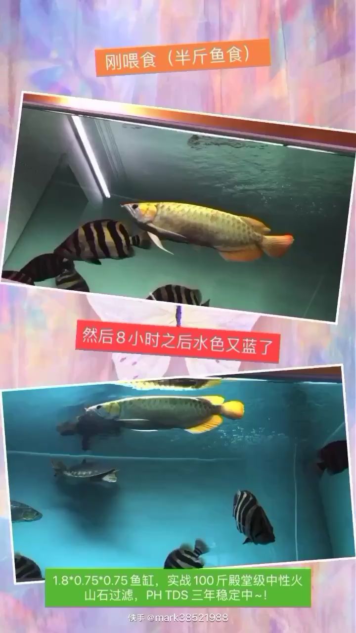 激情還有點 圖騰金龍魚 第2張