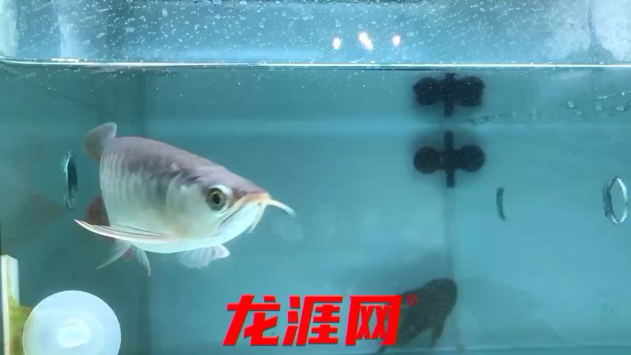 自帶鏡頭感 黃吉金龍（白子金龍魚(yú)） 第2張