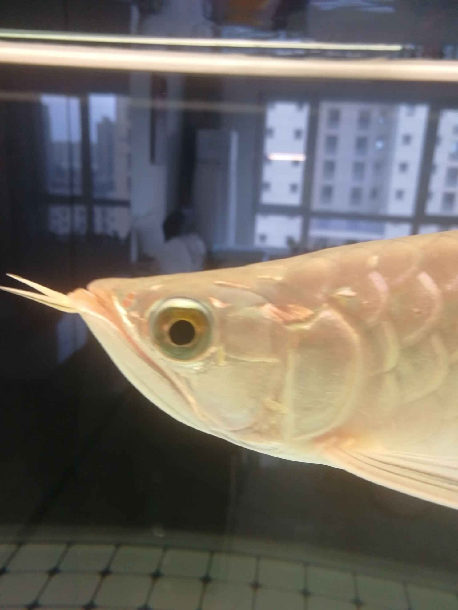 ?？谟^賞魚市場龍魚兜嘴怎么糾正