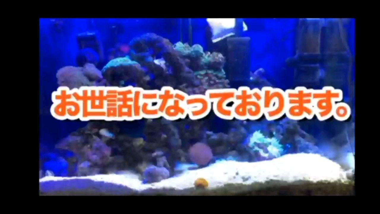 日本海缸魚友分享