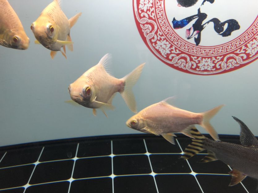 麗江觀賞魚市場這是啥魚