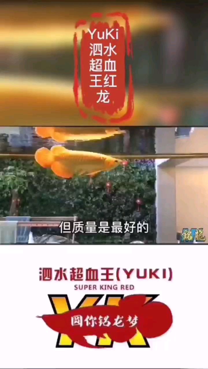 湘潭觀賞魚(yú)市場(chǎng)經(jīng)常有人問(wèn)我為啥朋友不發(fā)紅龍