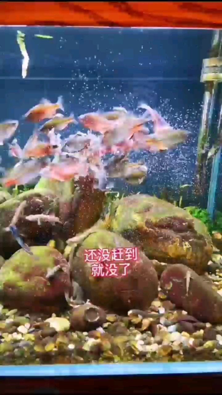 孵化豐年蝦入水原生魚缸