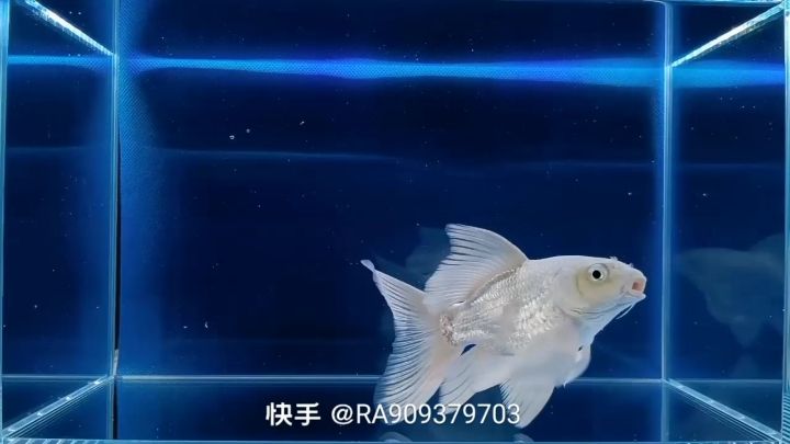 雞西水族館蝴蝶鯉—自娛自樂