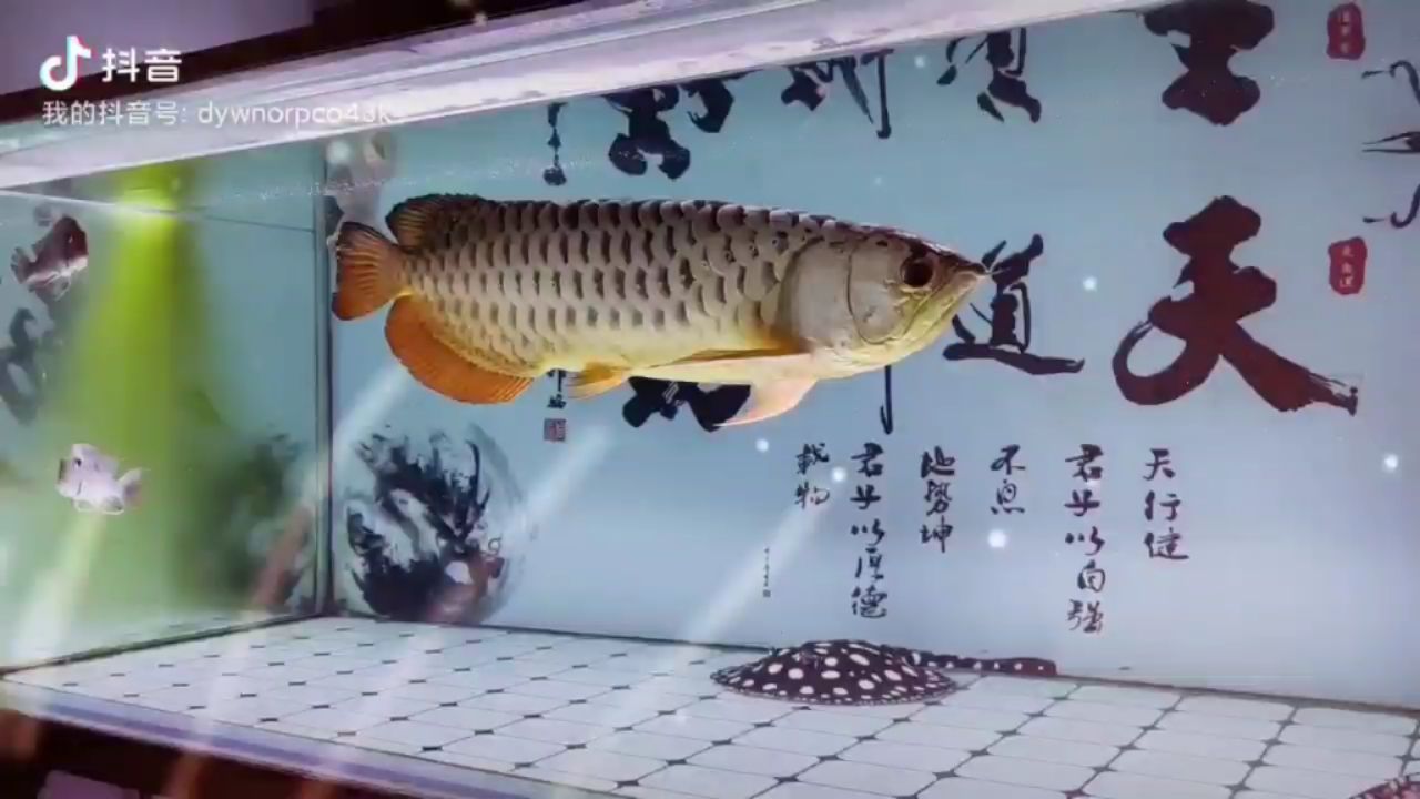 綠藻留白有點意境 白子關刀魚