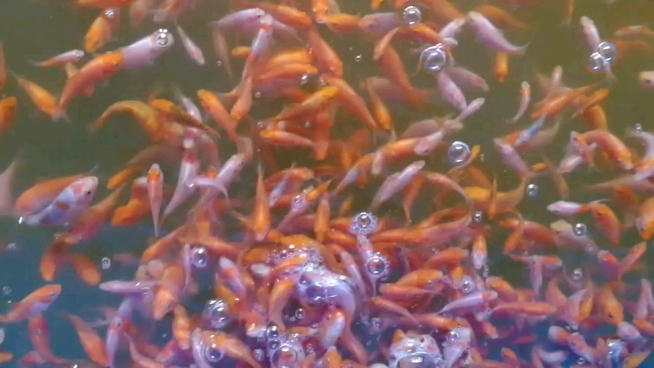 練手錦鯉小魚(yú)