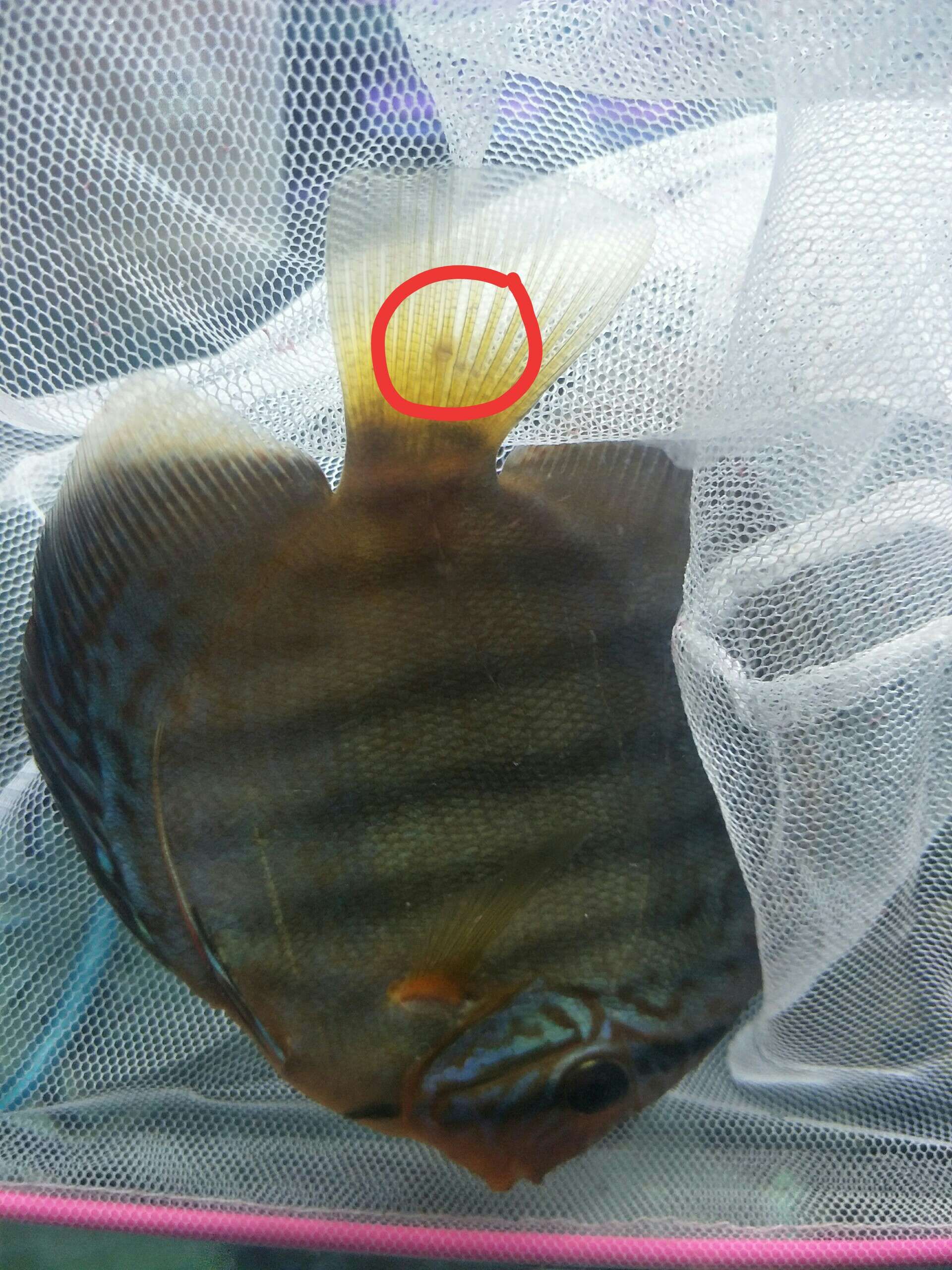 日照水族館七彩尾部有點白點請問怎么治療 虎斑恐龍魚 第6張