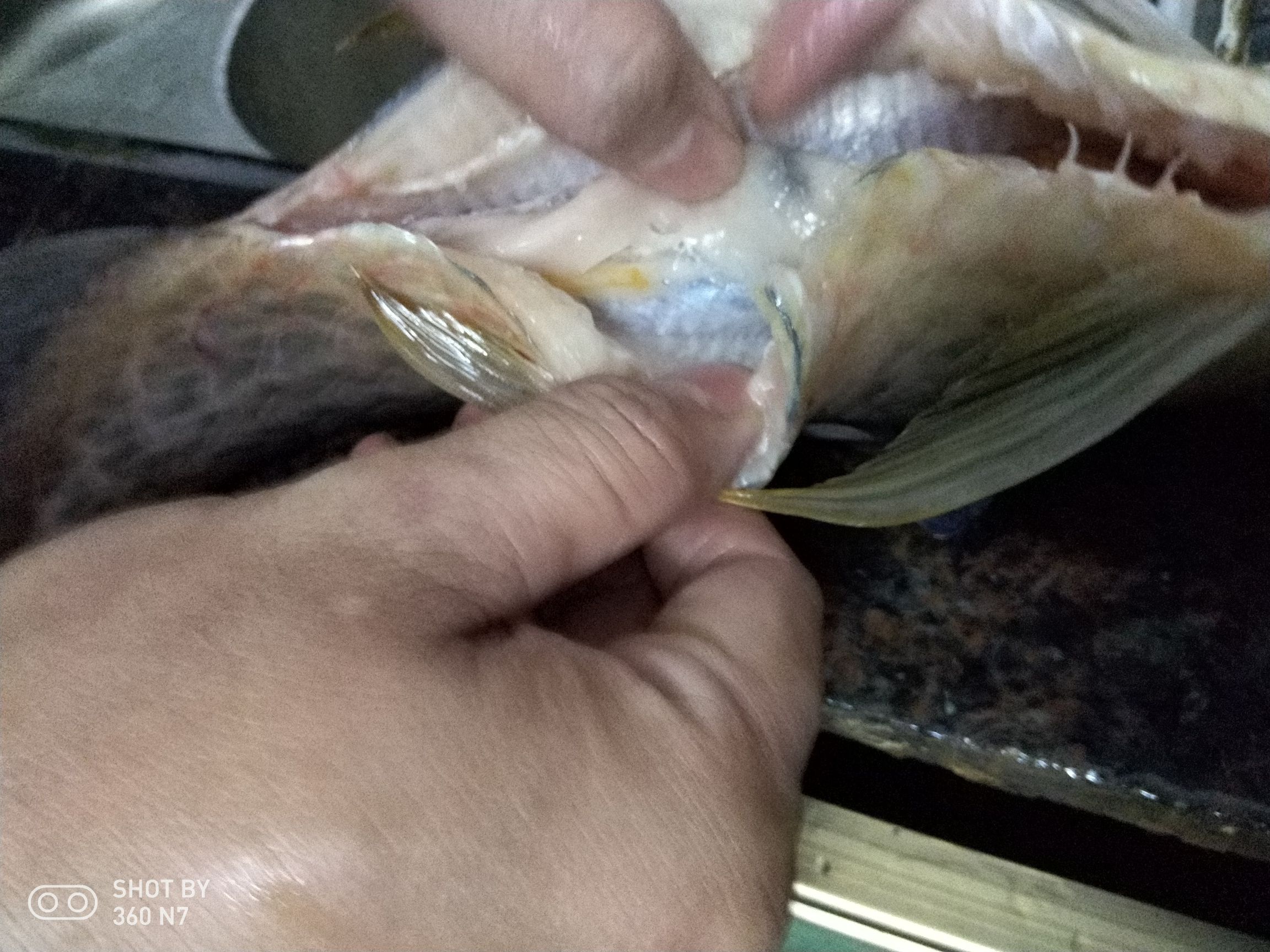 今天一清龍魚(yú)暴斃瘟疫下的傷痛 魚(yú)缸百科 第6張