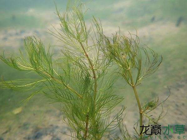 海東觀賞魚市場它們都叫綠羽毛 觀賞魚市場（混養(yǎng)魚） 第6張