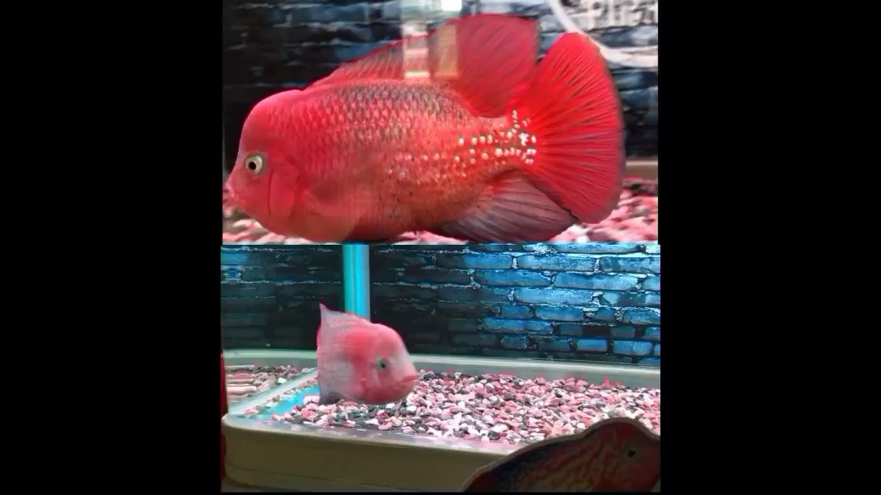 北京水族館兩個月的成長變化 高背金龍魚 第2張