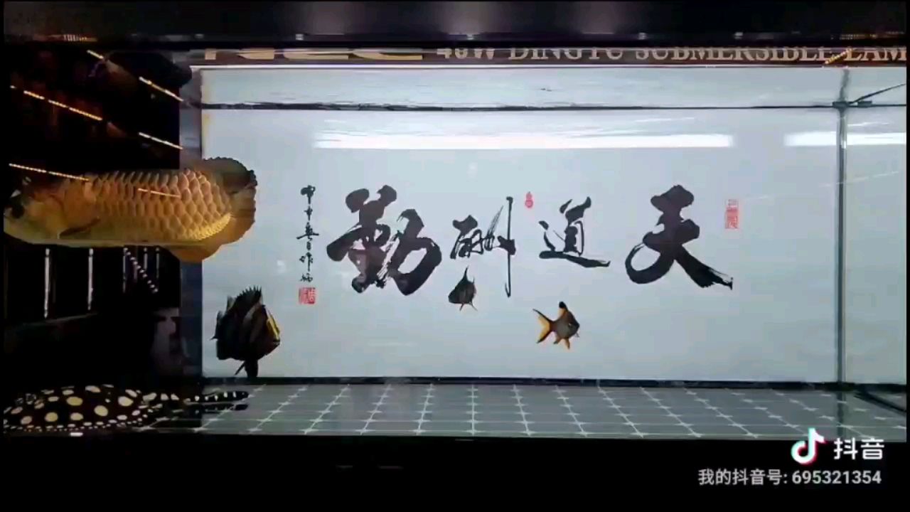 打卡慢動(dòng)作 夢幻雷龍魚 第2張