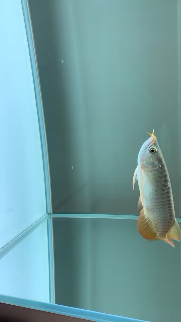 酒泉觀賞魚市場小魚游呀游 觀賞魚市場（混養(yǎng)魚） 第2張