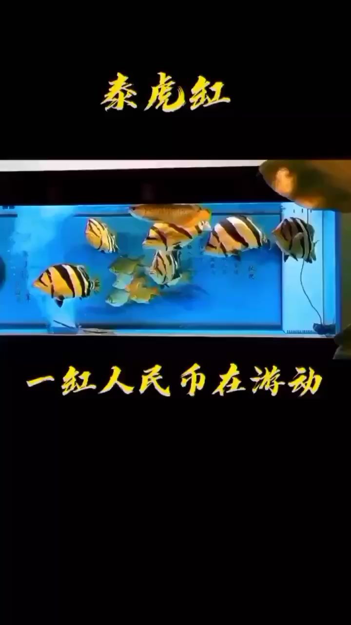 霸氣游動(dòng)的RMB 飛鳳魚苗 第2張