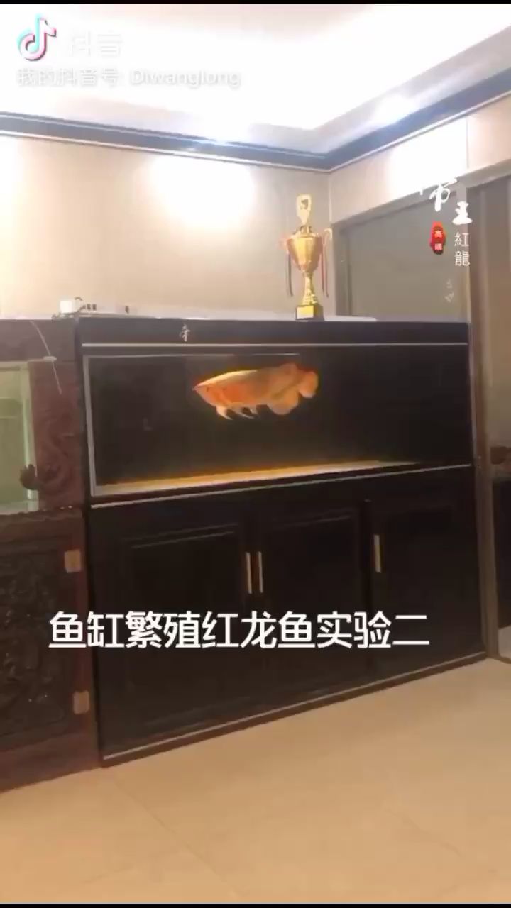 快快下蛋蛋呀 元寶鳳凰魚 第2張