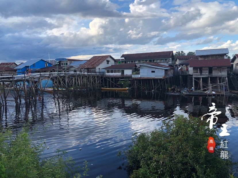 株洲水族批發(fā)市場老炮頭