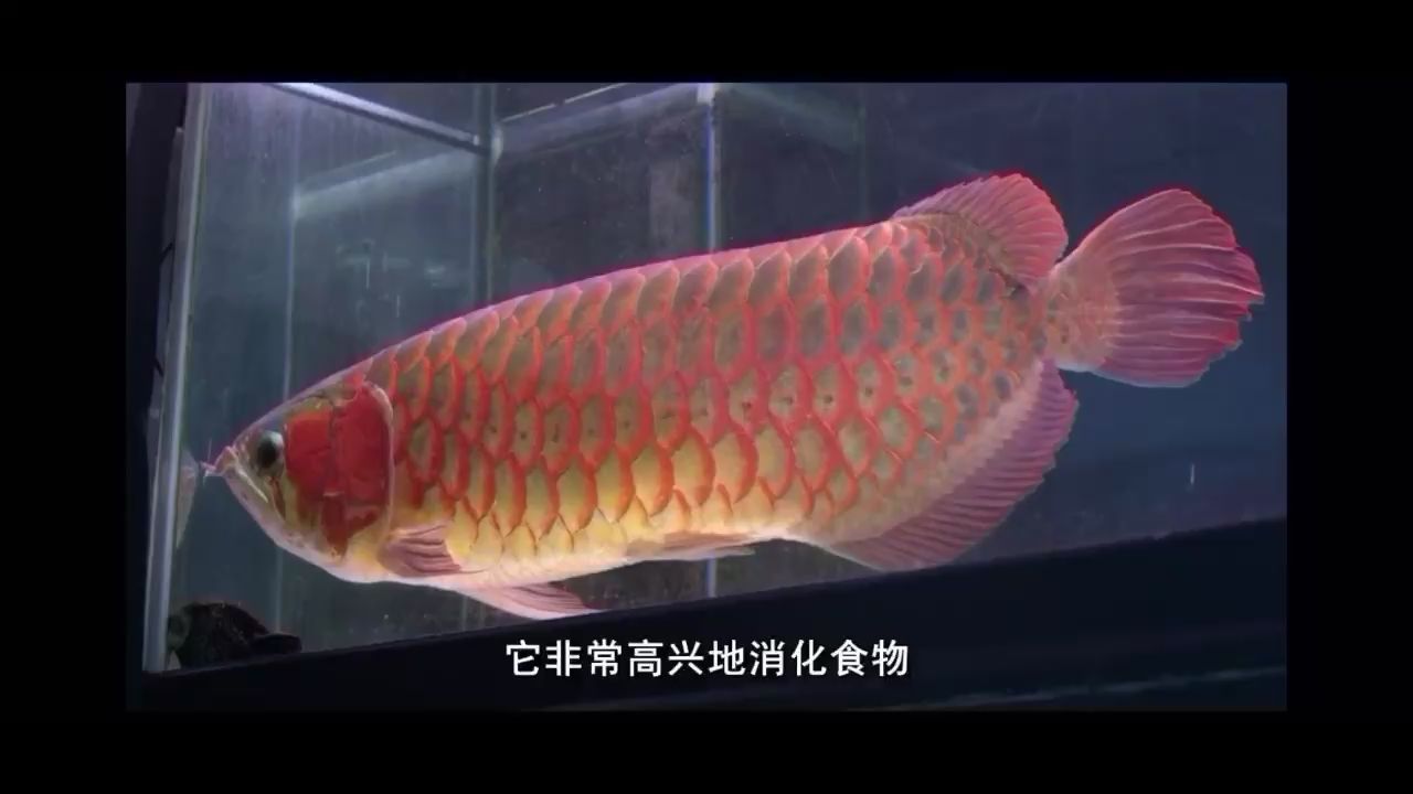 日本的龍魚(yú)真垃圾 定時(shí)器/自控系統(tǒng) 第2張