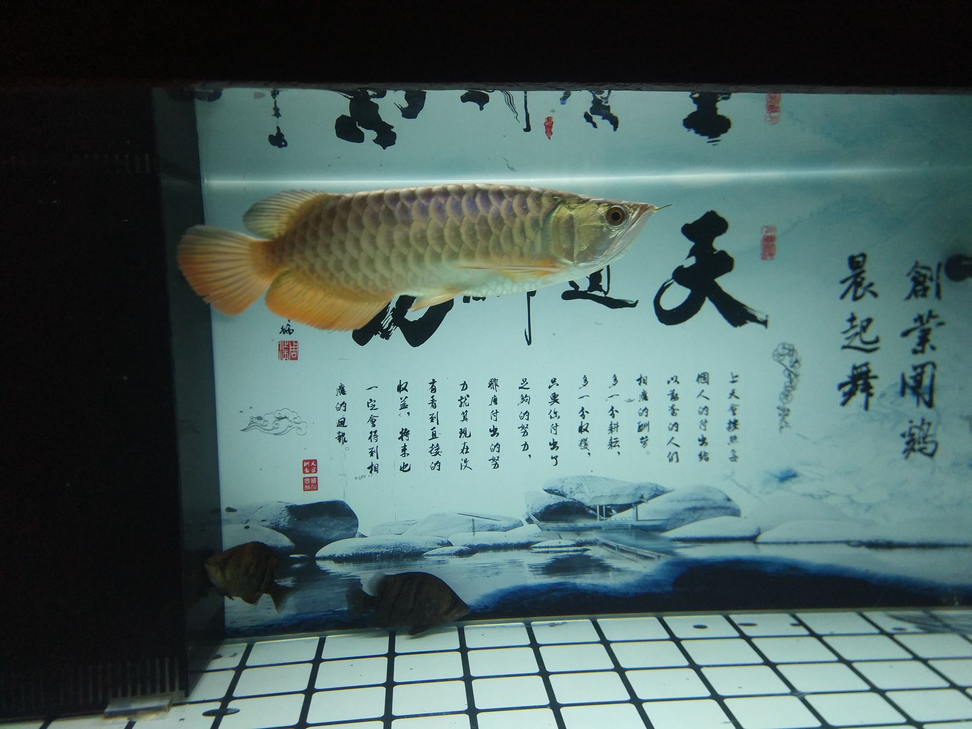 荊州水族館養(yǎng)了3月的通貨