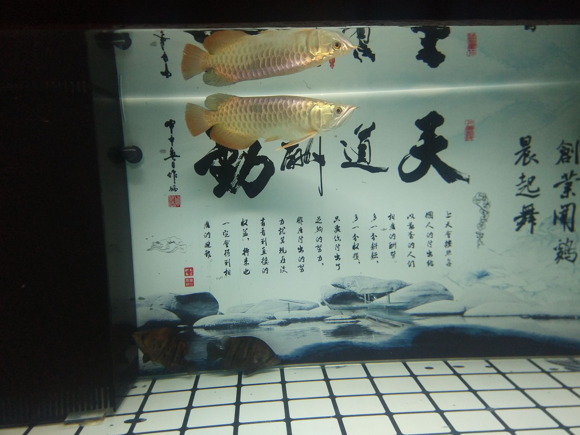 荊州水族館養(yǎng)了3月的通貨 二氧化碳設備 第5張