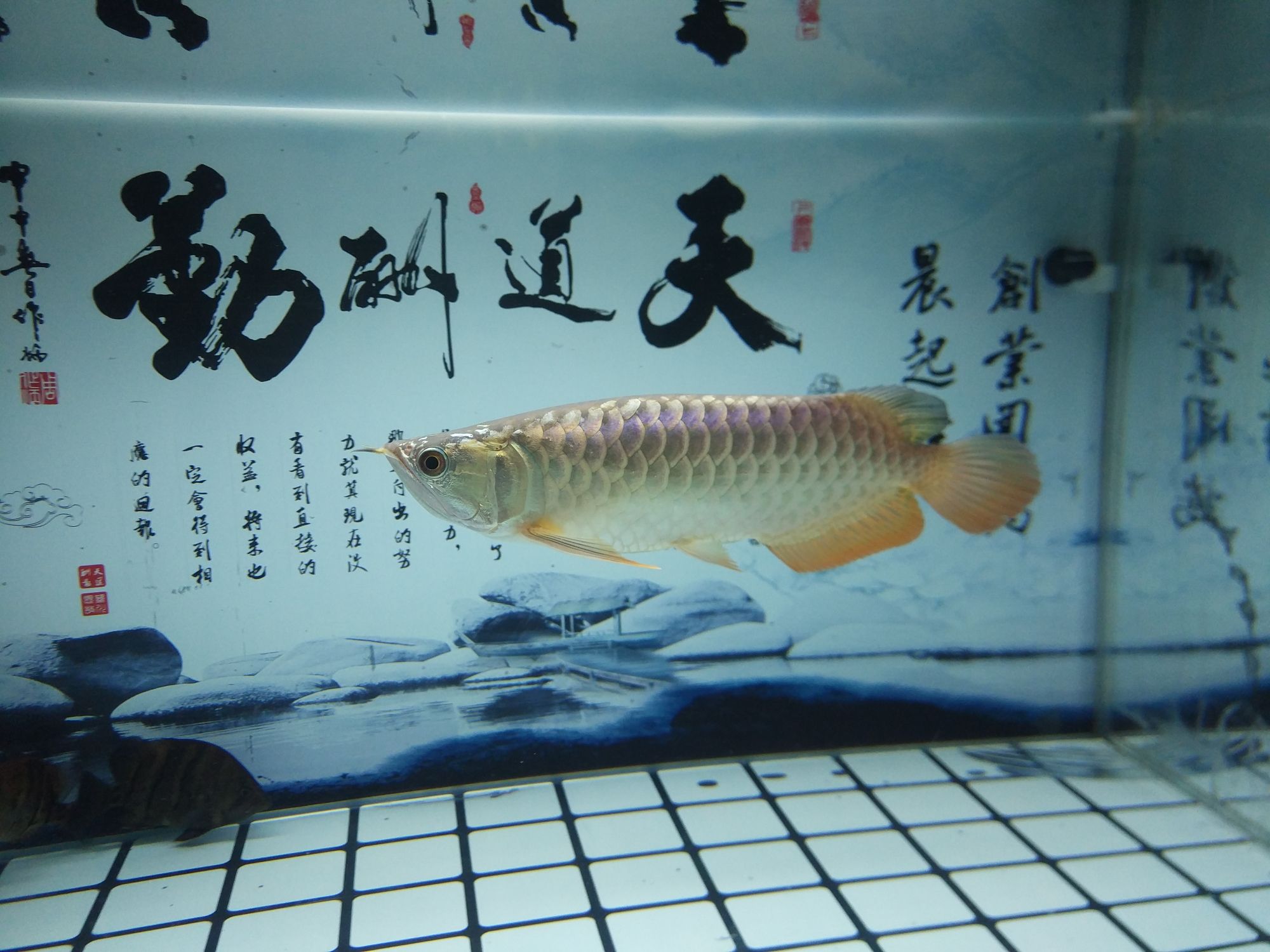 荊州水族館養(yǎng)了3月的通貨 二氧化碳設備 第6張