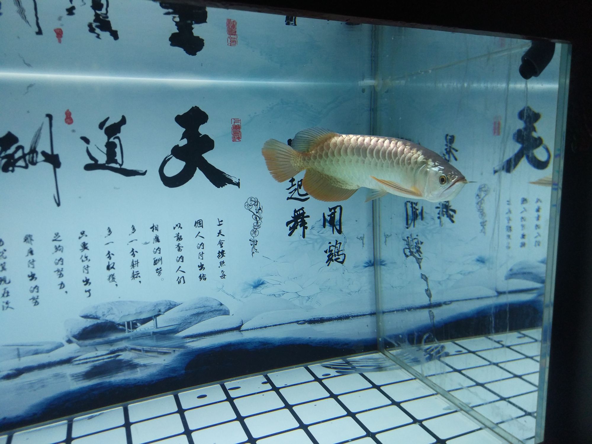 荊州水族館養(yǎng)了3月的通貨 二氧化碳設備 第7張