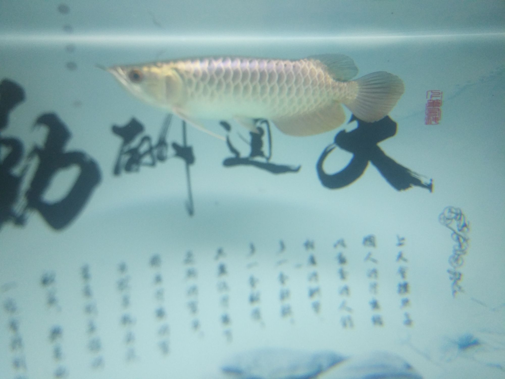 荊州水族館養(yǎng)了3月的通貨 二氧化碳設備 第9張