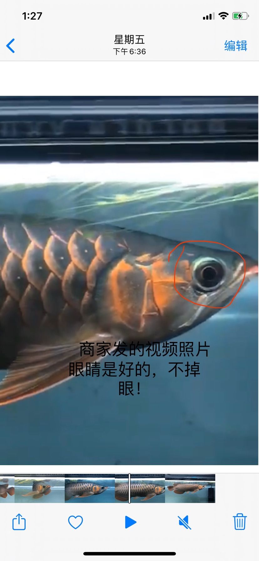 孟吉爾魚(yú)不對(duì)版 廣州孟吉爾 第8張