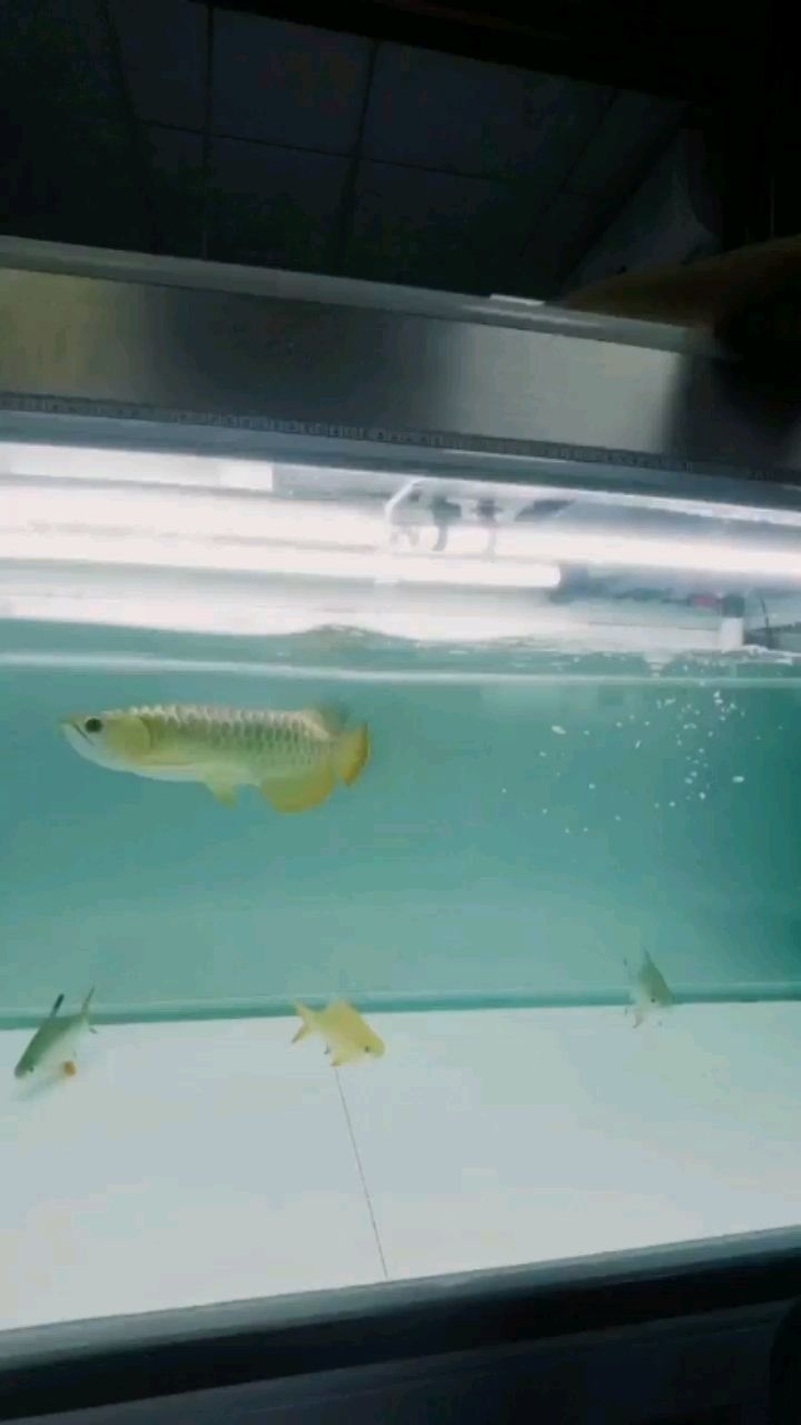 阜新水族館龍魚這英姿你喜歡嗎？