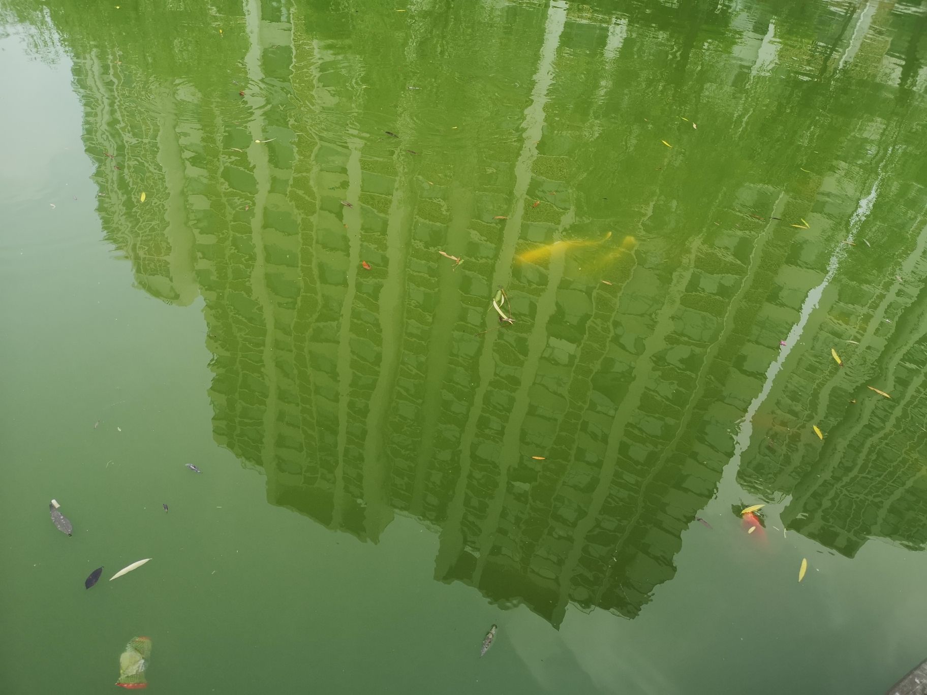 信陽水族館小區(qū)魚池