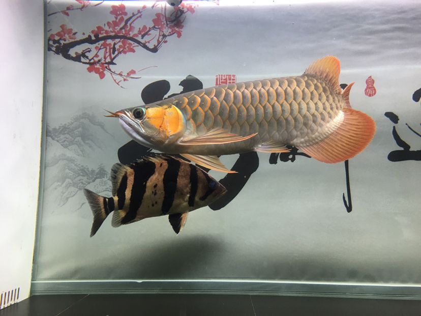 龍虎爭霸 觀賞魚 第5張