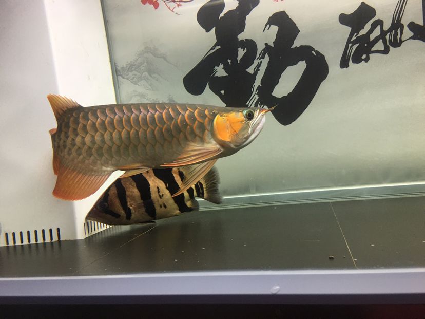 龍虎爭霸 觀賞魚 第4張